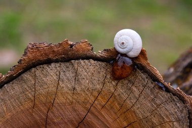 Bir ağaç bal üzerinde izole beyaz salyangoz
