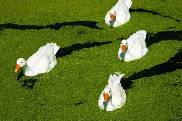 Cuatro patos blancos en el lago verde —  Fotos de Stock