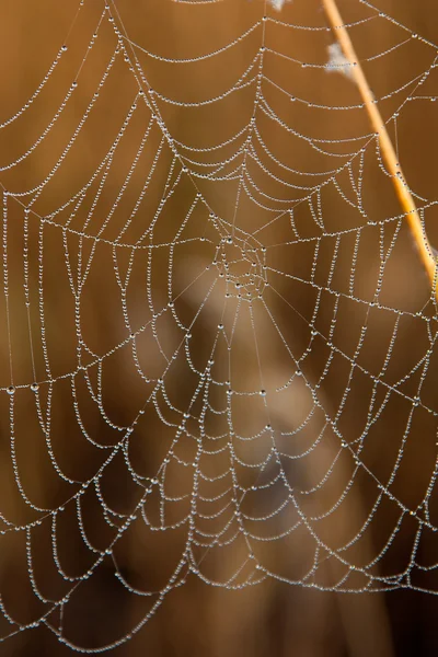 Waterdrops örümcek ağı Tarih