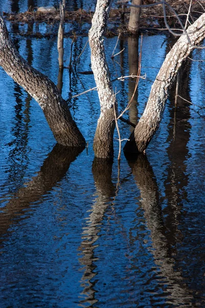 Três árvores de reflexão na água — Fotografia de Stock