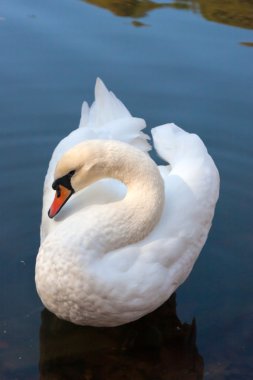 Gölde yüzen beyaz kuğu