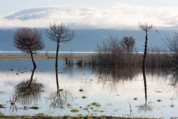 Reflejo del árbol en el lago de Sevan — Foto de Stock