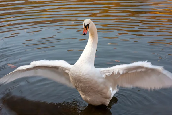 Labuť bílá na jezeře — Stock fotografie