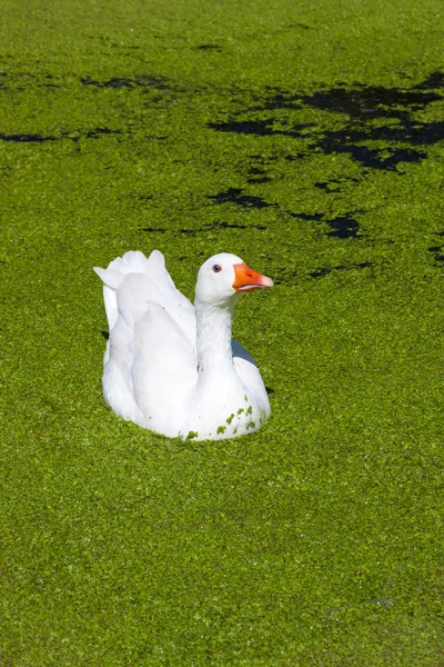 Tek Yüzme beyaz kaz