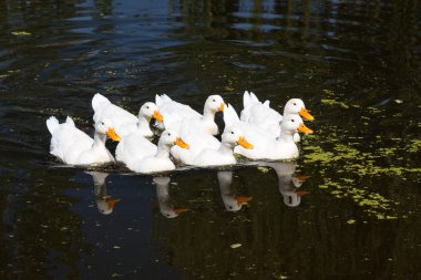 Reflecred grup beyaz kaz