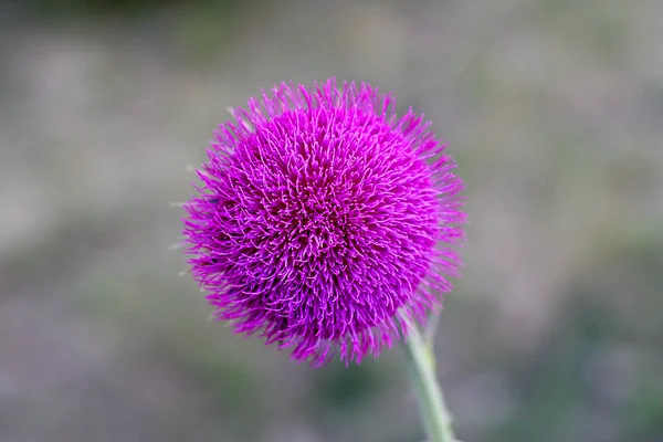 Tek Mor çiçek kafa