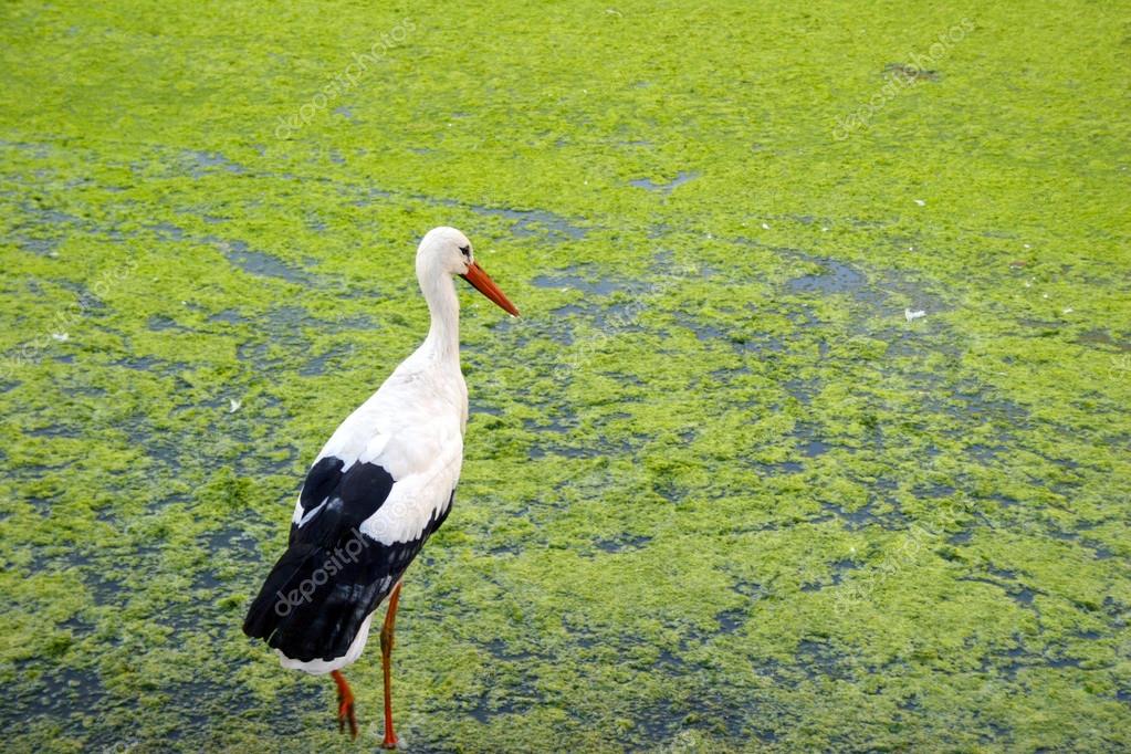 Seul Oiseau à Bec Rouge Et Jambes Sur Un Lac Vert