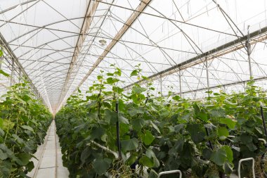 Perspektif Görünümü demiryolunun salatalık sera içinde