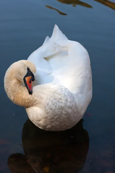 Kroutící jediného labuť na vodě — Stock fotografie