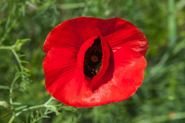 Tek Kırmızı gelincik yeşil arka plan bulanık