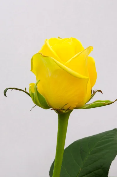 beyaz zemin üzerinde tek Sarı Gül