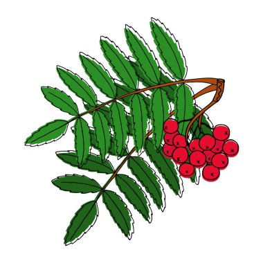 Botanik illüstrasyon: Böğürtlenli dağ külünün bir dalı. Sonbahar teması. Karalama biçiminde bir vektör resmi.