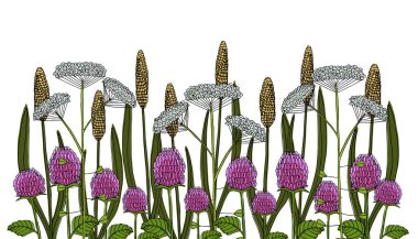 Botanik illüstrasyon: Kuzey kır çiçekleri ve otlar. Bir vektör resmi.