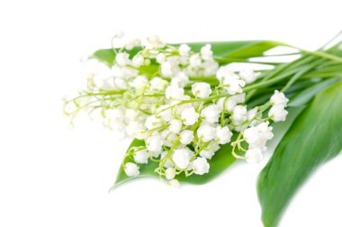 Vadi çiçeğinin zambağı