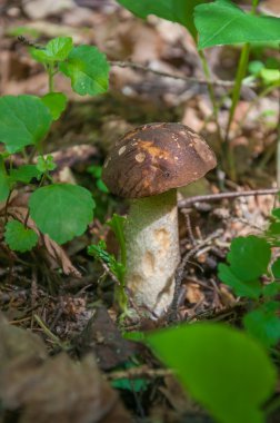 Yenilebilir mantar Boletus sıradan