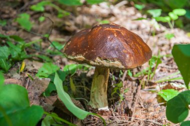 Yenilebilir mantar Boletus sıradan
