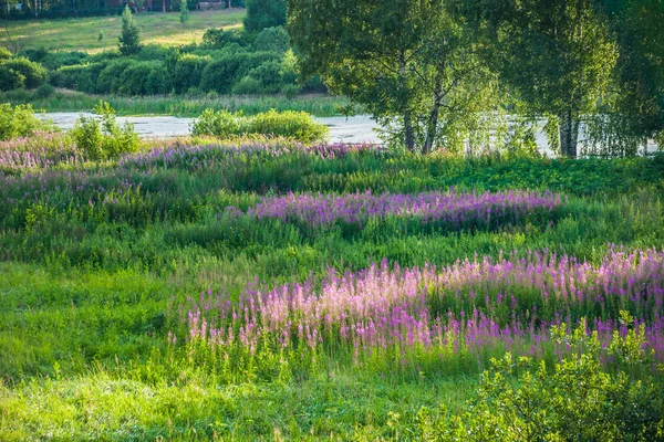 Blooming fireweed in the evening sun — Stock Photo, Image