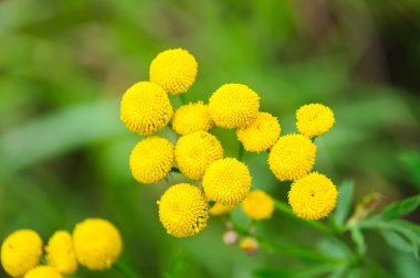 Solucan otu (pire otu)