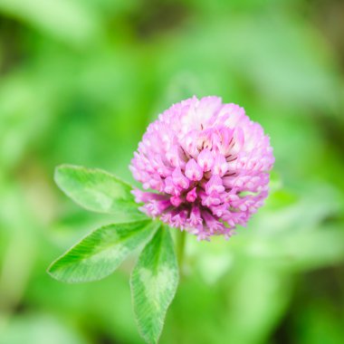 yonca pembe çiçekler