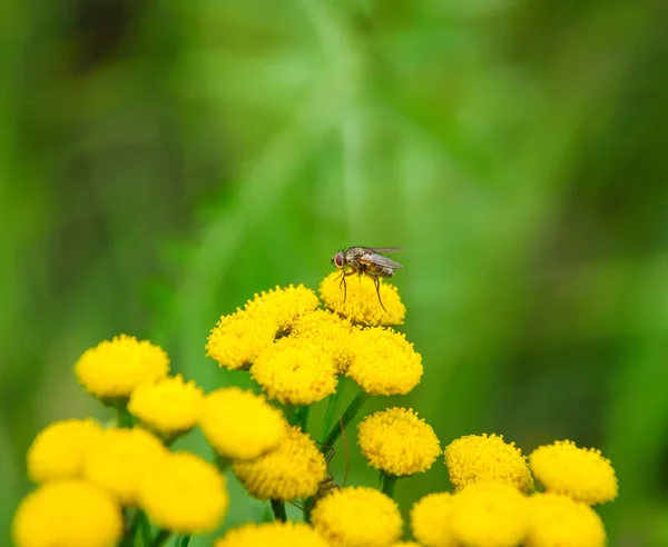 Tansy (Tanacetum) y la mosca — Foto de Stock