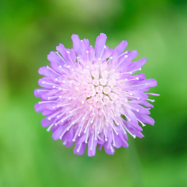 Field Scabious — Stock Photo, Image
