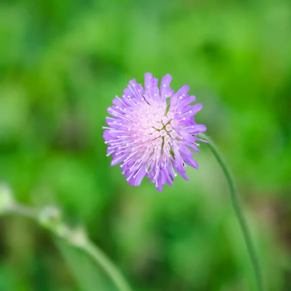 Fioletowy kwiat pole Scabious — Zdjęcie stockowe