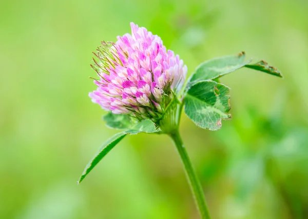 Pink flowers of clover Royalty Free Stock Photos