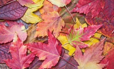 Sonbahar yapraklarının arkaplanı
