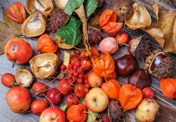 Hojas y frutas de otoño — Foto de Stock