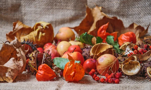 Осенние листья и фрукты — стоковое фото