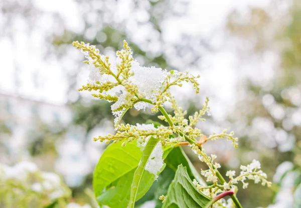 Unexpected snow in October — Stock Photo, Image