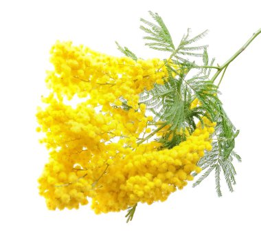 Akasya dealbata veya akasya (Mimosa hallettim)