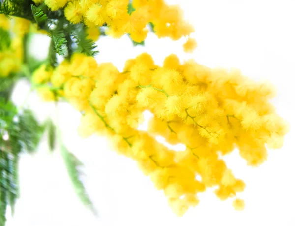 Akác dealbata vagy akác megfehéredett (Mimosa) — Stock Fotó