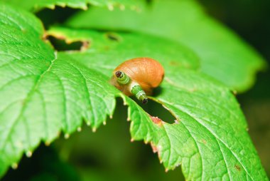 Snail Antara affected by parasite Leucochloridium paradoxical clipart