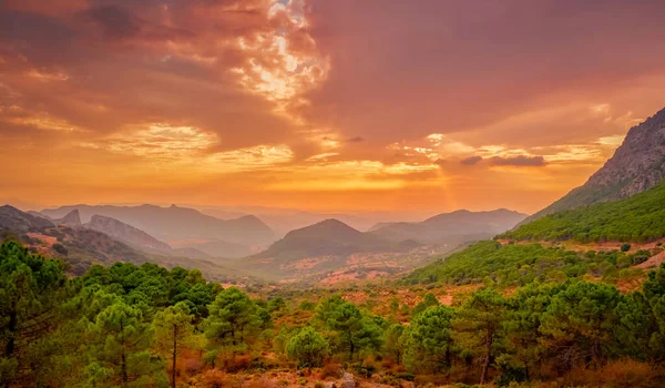 Beautiful orange sunset from a natural park of pine trees with distant mountains. — Stock Photo, Image