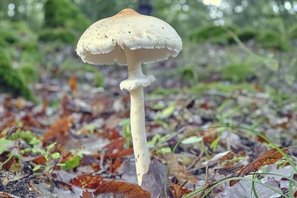 Plan grand angle d'un champignon parmi des feuilles sèches dans une forêt en automne. Macrolepiota mastoidea. Gros plan. — Photo