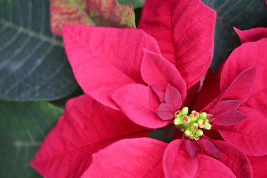 Kırmızı yılbaşı yılbaşı çiçeği