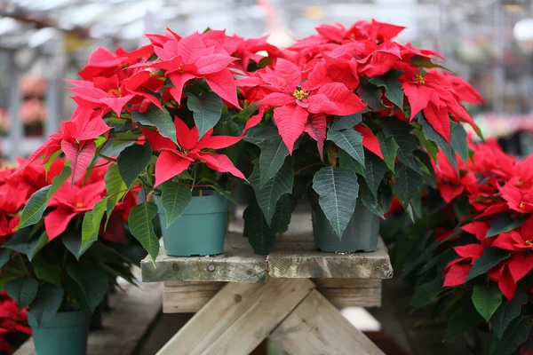 Christmas Poinsettia Flowers