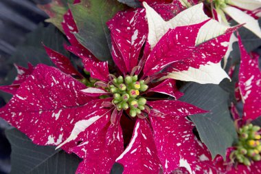 Kırmızı ve beyaz Noel Yılbaşı çiçeği çiçek benekli