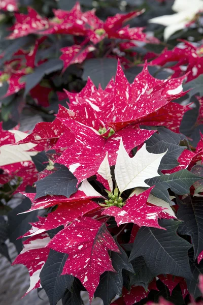 Flores Poinsettia de Navidad manchadas rojas y blancas —  Fotos de Stock