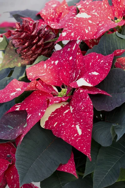 Cono de pino rojo y Poinsettia roja de Navidad —  Fotos de Stock
