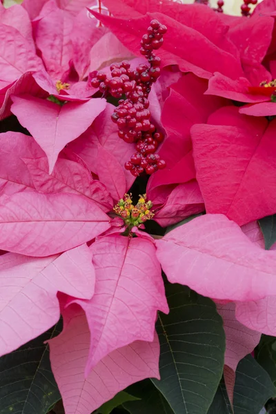 Bayas rojas y Poinsettia roja de Navidad —  Fotos de Stock