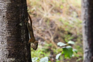 Kanada, 29 Ağustos 2025: Sincap ağaçtan aşağı tırmanıyor ve elinde yosun tutuyor.