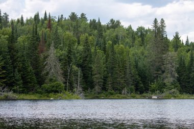 Quebec, Kanada, 18 Temmuz 2025: Sakin ormanlık kıyı şeridi bulutlu gökyüzü altında sakin göle yansıdı