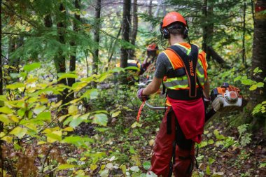 Kanada, 26 Eylül 2025: İşçiler elektrikli testere ve güvenlik teçhizatı ile orman yolunu temizliyorlar