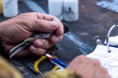 Kanada, 14 Ekim 2025: Dikkatli bilim adamı saha araştırmaları sırasında kuş verilerini kaydetti