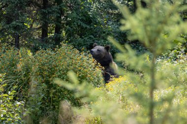 Kanada, 09 Ağustos 2025: Ayı sık orman yeşilliklerinden vahşi sarı çiçeklerle çevrili olarak doğar