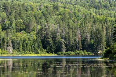 Kanada, 23 Temmuz 2025: Yansıyan su ve yoğun yeşil ağaçlarla huzurlu orman manzarası