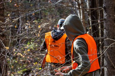 Kanada, 08 Ekim 2025: Turuncu yelek giyen iki kişi sık ormanda dikkatle yürür