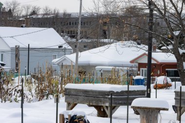 Kanada, Quebec, 17 Kasım 2025: Evlerin ve yapraksız ağaçların arasındaki halk bahçesi yataklarını kar kapladı